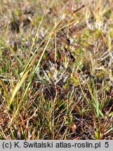 Carex magellanica ssp. irrigua (turzyca patagońska)