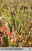 Carex magellanica ssp. magellanica