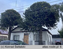 Araucaria araucana (araukaria chilijska)