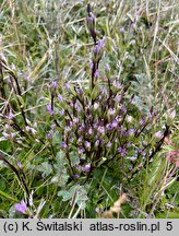 Gentianella magellanica