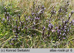 Gentianella magellanica