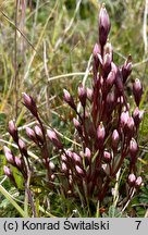 Gentianella magellanica