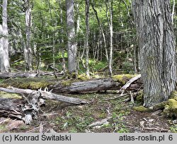 Nothofagus pumilio