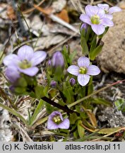 Gentianella magellanica