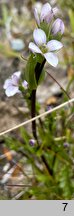 Gentianella magellanica