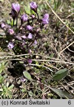 Gentianella magellanica