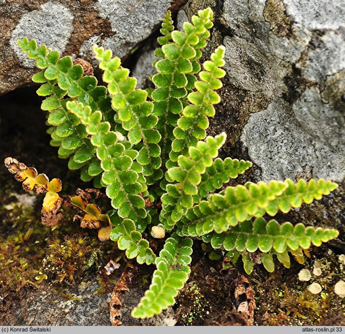 Asplenium ceterach (zanokcica śledzionka)