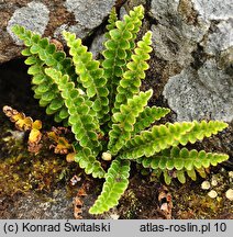 Asplenium ceterach (zanokcica śledzionka)