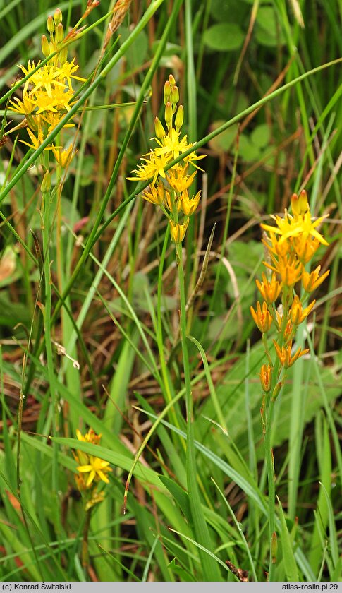 Narthecium ossifragum (łomka zachodnia)