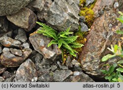 Asplenium ceterach (zanokcica śledzionka)