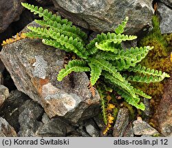 Asplenium ceterach (zanokcica śledzionka)