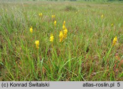 Narthecium ossifragum (łomka zachodnia)