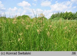 Juncus subnodulosus (sit tępokwiatowy)