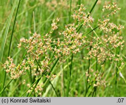 Juncus subnodulosus (sit tępokwiatowy)