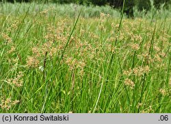 Juncus subnodulosus (sit tępokwiatowy)