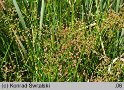 Juncus subnodulosus (sit tępokwiatowy)