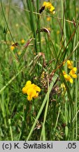 Lotus tenuis (komonica wąskolistna)