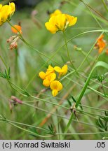 Lotus tenuis (komonica wąskolistna)