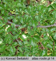 Nothofagus pumilio