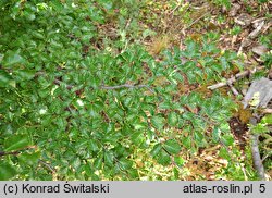 Nothofagus pumilio