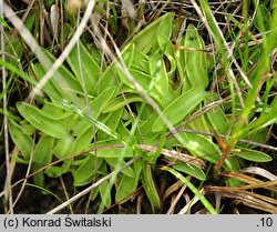 Pinguicula vulgaris ssp. vulgaris (tłustosz pospolity typowy)