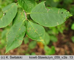 Padus virginiana (czeremcha wirginijska)