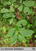 Padus virginiana (czeremcha wirginijska)