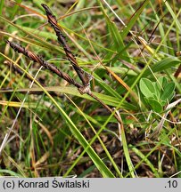 Tetragonolobus maritimus (komonicznik skrzydlastostrąkowy tęgi)