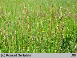 Triglochin maritima (świbka morska)