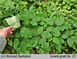 Rubus grabowskii (jeżyna bukietowa)