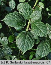 Rubus macrophyllus (jeżyna wielkolistna)