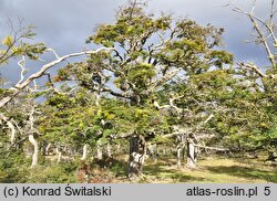 Nothofagus pumilio