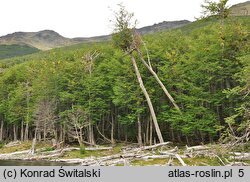 Nothofagus pumilio