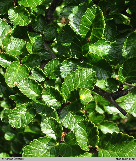 Nothofagus pumilio