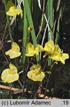 Utricularia ochroleuca (pływacz krótkoostrogowy)