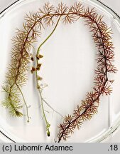 Utricularia stygia