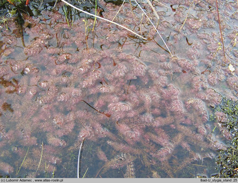 Utricularia stygia