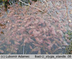 Utricularia stygia