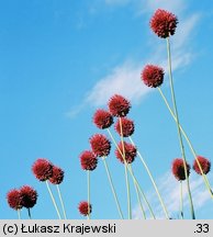 Allium sphaerocephalon (czosnek główkowaty)