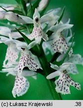 Dactylorhiza fuchsii (kukułka Fuchsa)