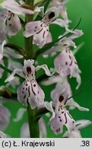 Dactylorhiza fuchsii (kukułka Fuchsa)