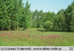 Cirsium rivulare (ostrożeń łąkowy)