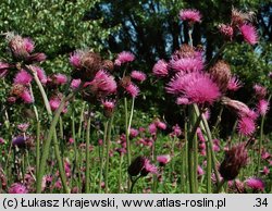 Cirsium rivulare (ostrożeń łąkowy)