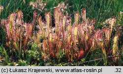 Drosera anglica (rosiczka długolistna)