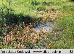 Drosera anglica (rosiczka długolistna)