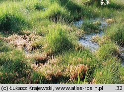 Drosera anglica (rosiczka długolistna)