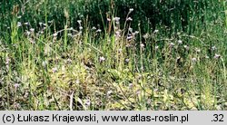 Pinguicula vulgaris ssp. bicolor (tłustosz pospolity dwubarwny)