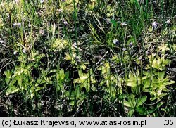 Pinguicula vulgaris ssp. bicolor (tłustosz pospolity dwubarwny)