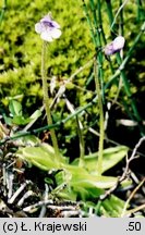 Pinguicula vulgaris ssp. bicolor (tłustosz pospolity dwubarwny)