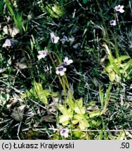 Pinguicula vulgaris ssp. bicolor (tłustosz pospolity dwubarwny)